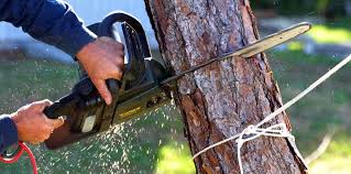 Best Tree Removal Services  in Prophetstown, IL